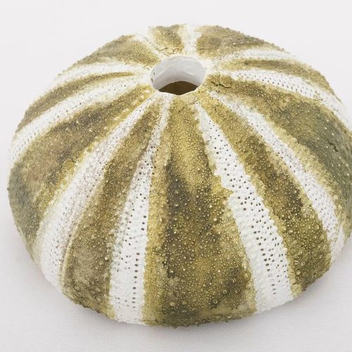 Erizo de mar hecho en cerámica