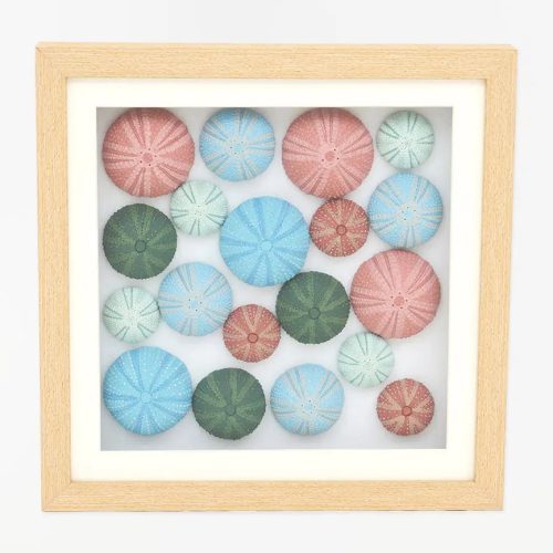 Cuadro erizos de mar