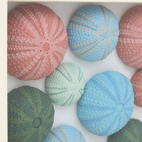 Cuadro erizos de mar