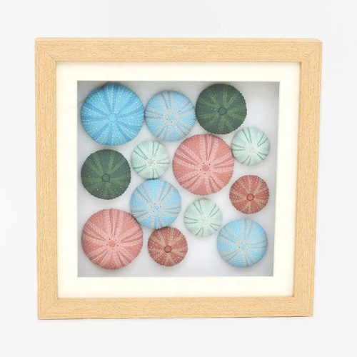 Cuadro erizos de mar