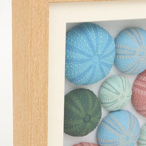 Cuadro erizos de mar