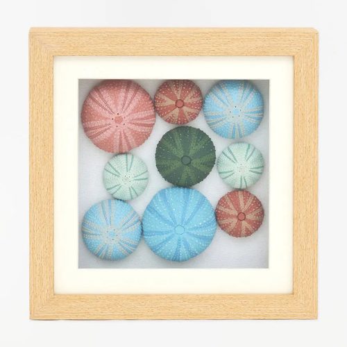 Cuadro erizos de mar