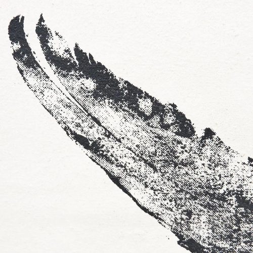 Lámina colas de atún