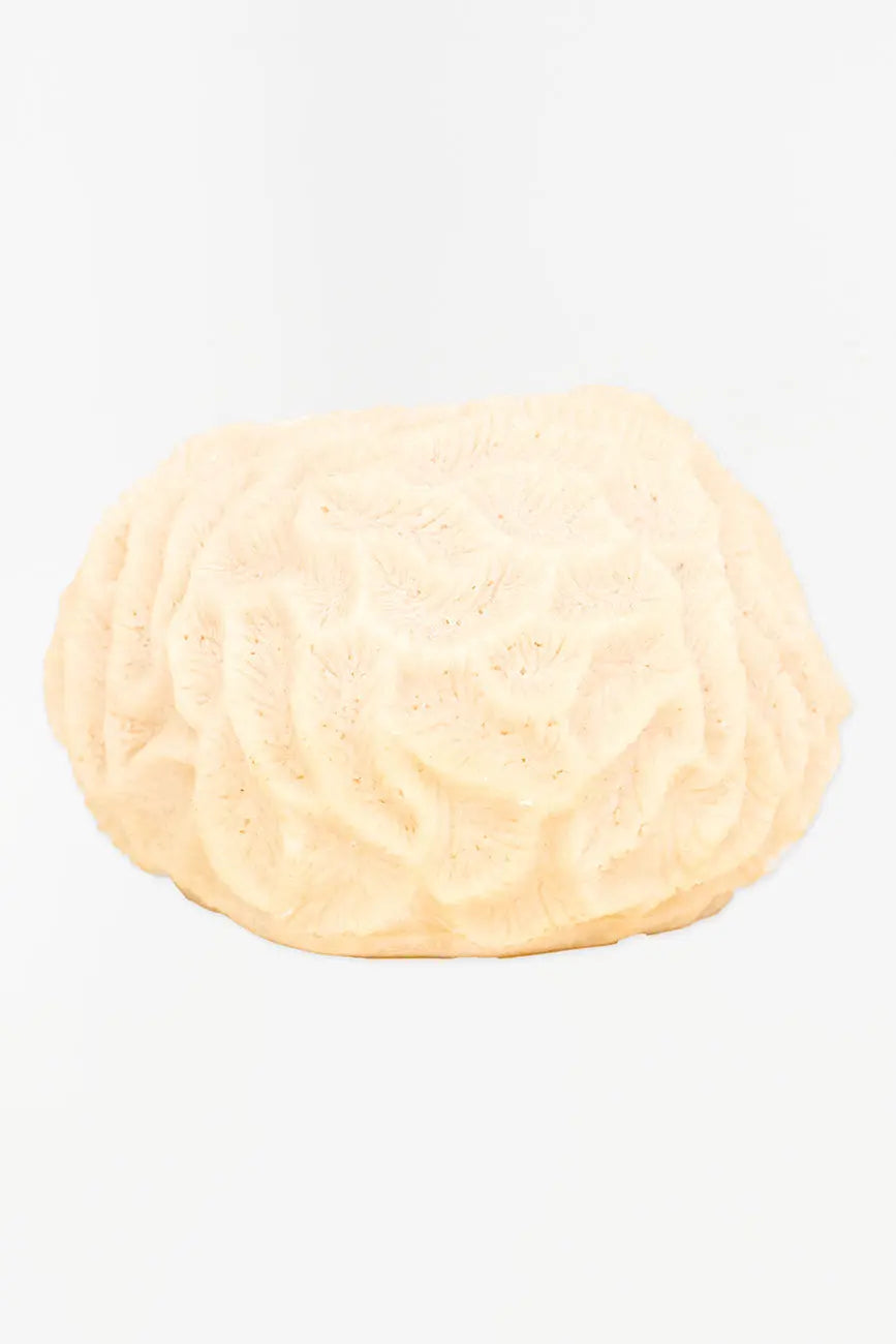 Lámpara coral - Imagen 2