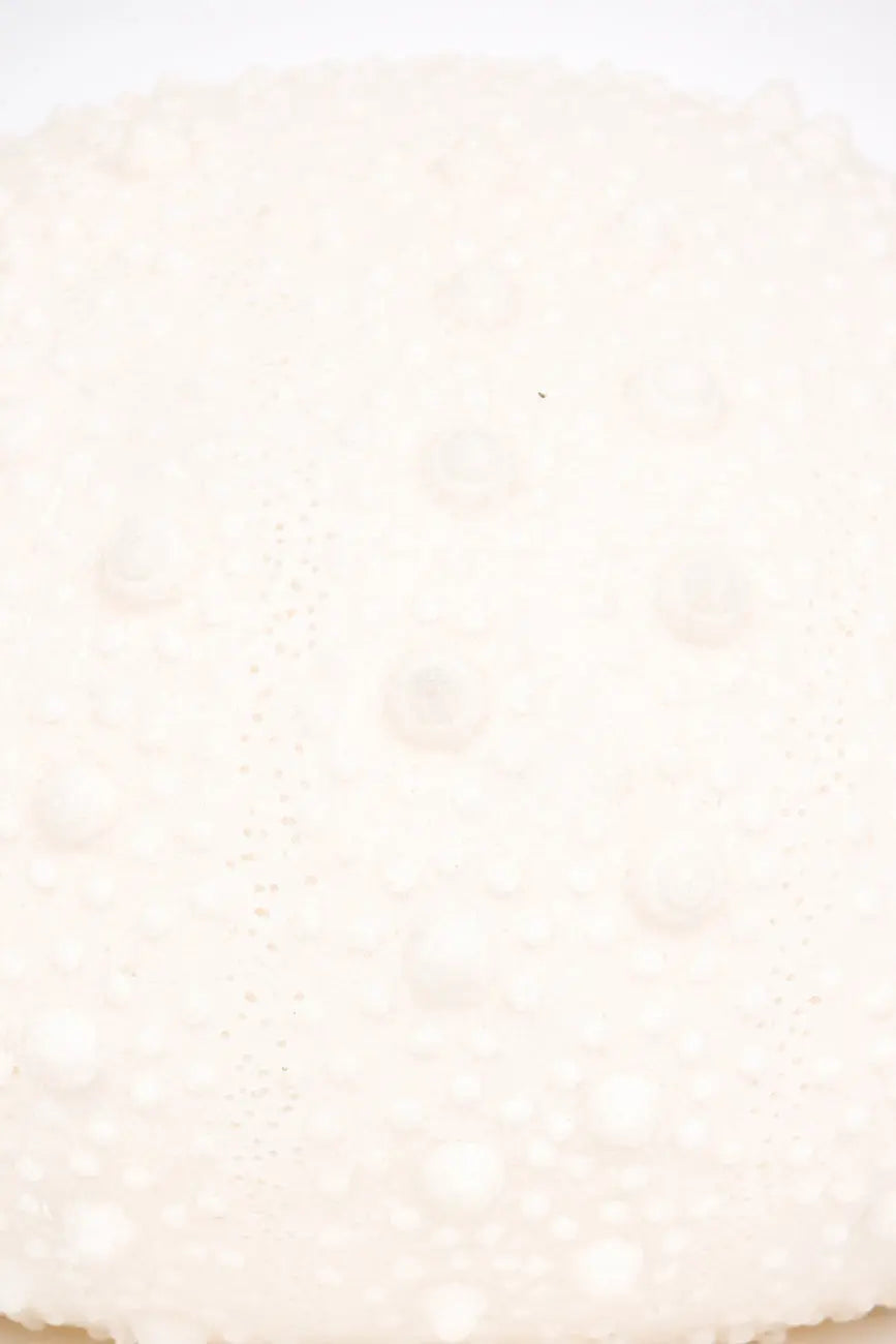 Lámpara erizo de mar - Imagen 5