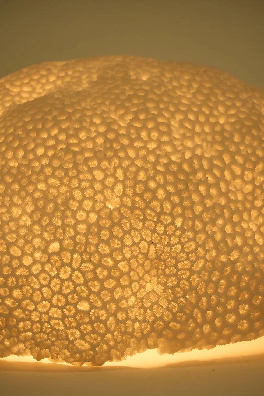 Lámpara coral - Imagen 4