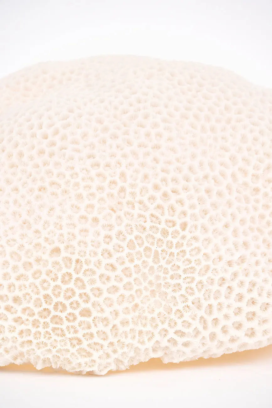 Lámpara coral - Imagen 7