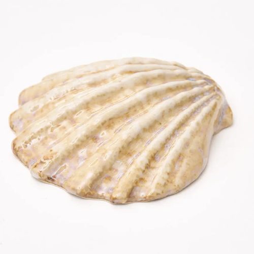 Set de 3 conchas set 3