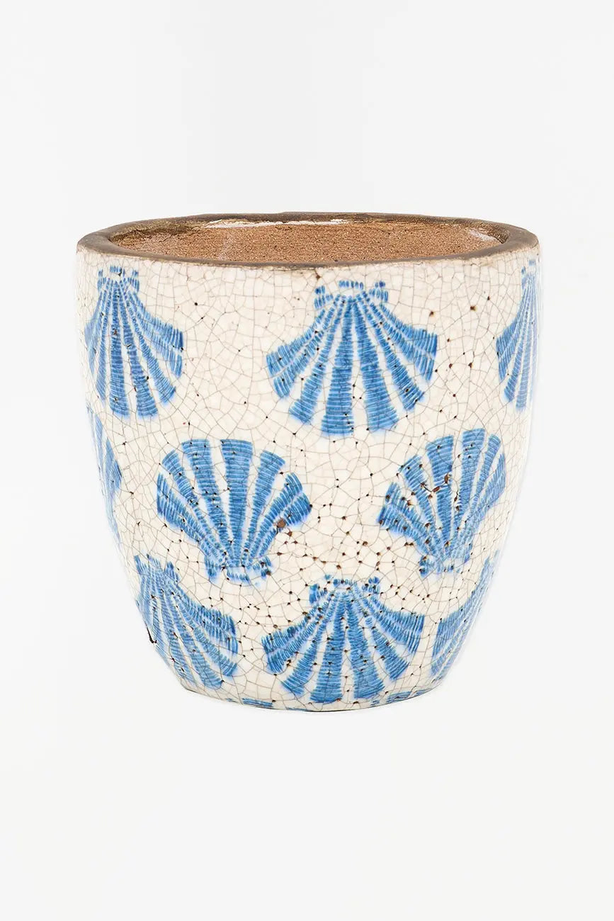 Tiesto conchas - Imagen 2