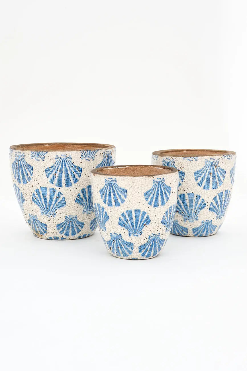 Tiesto conchas - Imagen 5